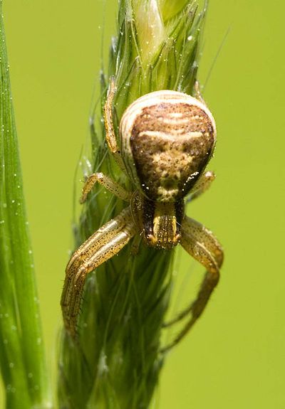 Xysticus ulmi W 7-0985.jpg