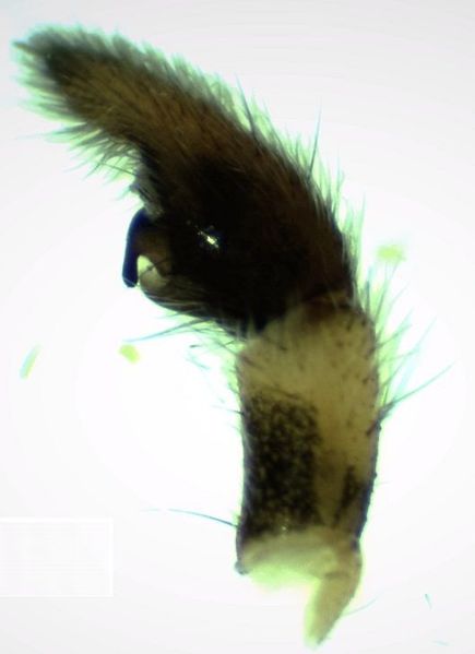 Datei:Arctosa perita palp side HLovbrekke.jpg