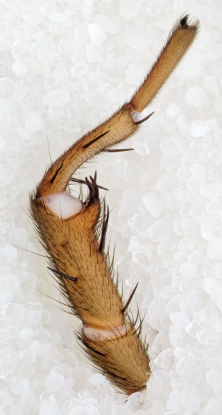 Datei:Brachythele-denieri Bulgarien-Buhovo 17-04 03-leg1.jpg