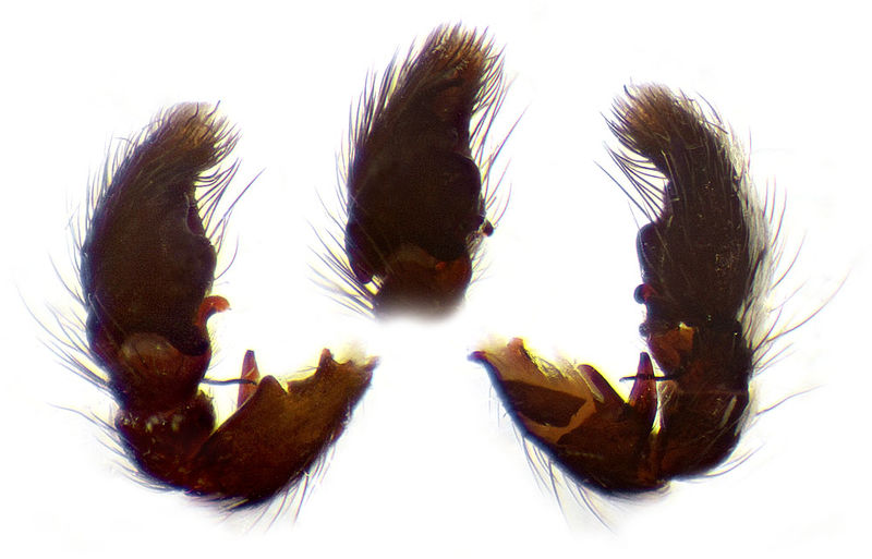 Datei:Heliophanus apiatus Palpus Schaefer.jpg