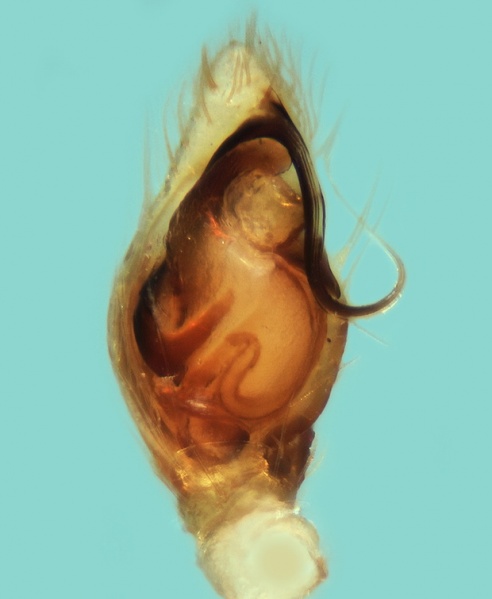 Datei:Heser schmitzi male palp 20170820124635-ea31d00c-me.jpg