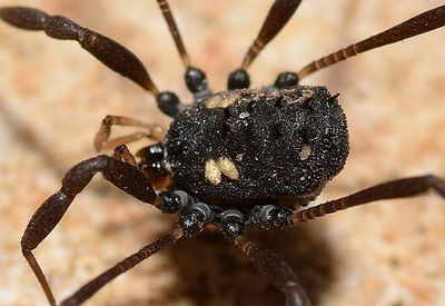 Histricostoma argenteolunulatum Canu (3).jpg