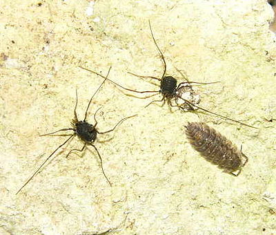 Histricostoma dentipalpe (Foto Siegfried Huber).jpg