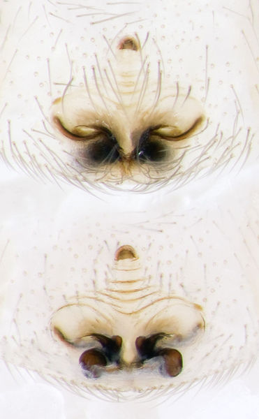 Datei:Mesiotelus-tenuissimus Sardinien-Usini 13-05 05-Epig-Vulva.jpg