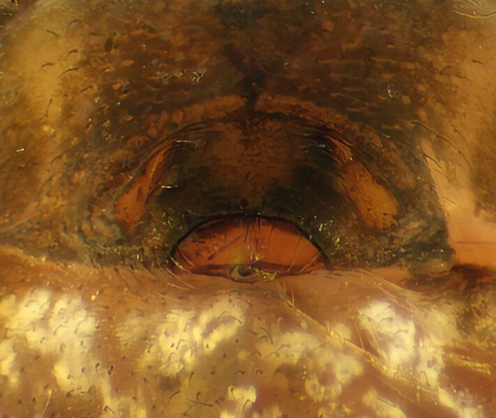 Datei:Neriene peltata epi.jpg