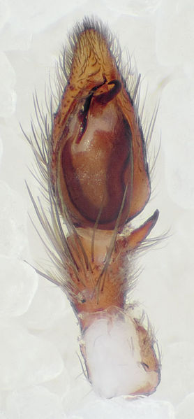 Datei:Scotophaeus-blackwalli Oldenburg-2815 10-07 01-Ped.jpg