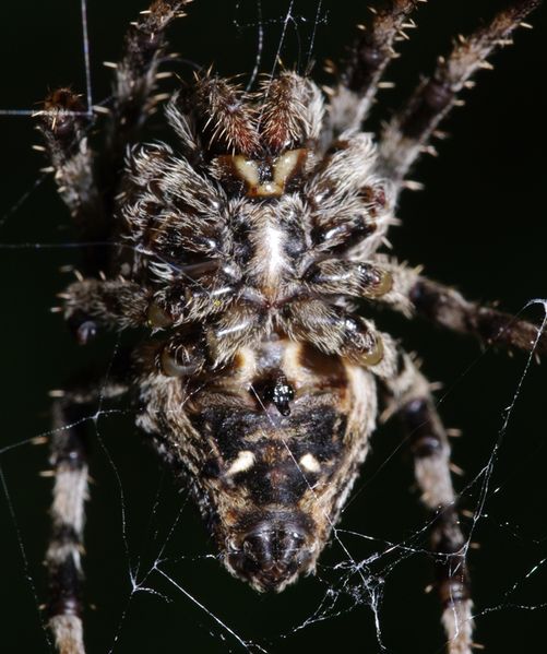 Datei:Araneus angulatus female PF0840.JPG