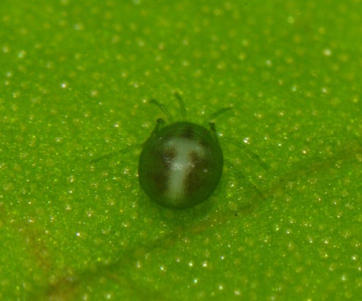 Datei:Arrenurus globator A2859 PE5115.JPG