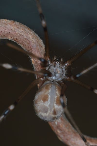 Datei:Artema atlanta DSC 0890.jpg