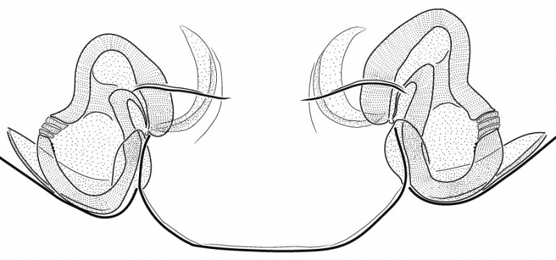 Datei:MetellinaSegmentataEpigyneVentralDrawing.jpg