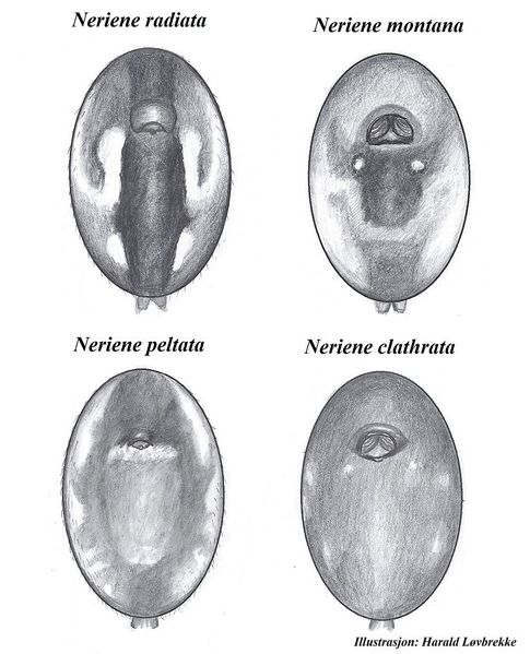 Datei:Neriene female Opisthosoma ventral HLovbrekke.jpg