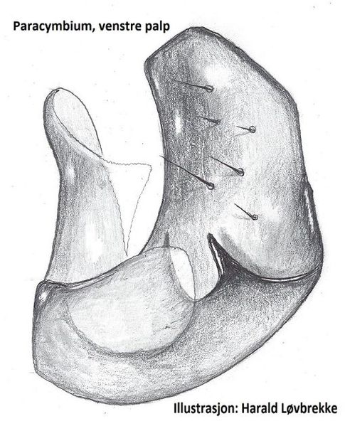 Datei:Palliduphantes antroniensis li paracymbium HLovbrekke.jpg