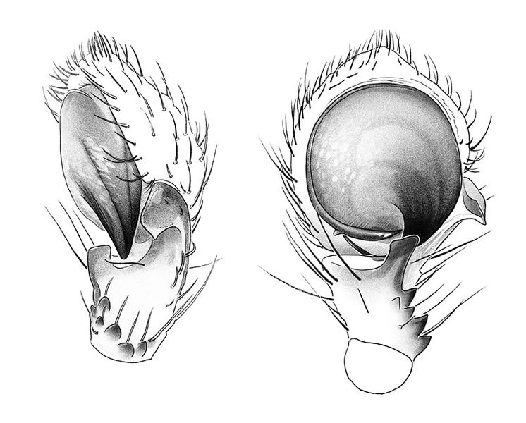 Datei:Thomisus-onustus SchoenowerHeide 15-05 01-Grafik-Ped.jpg