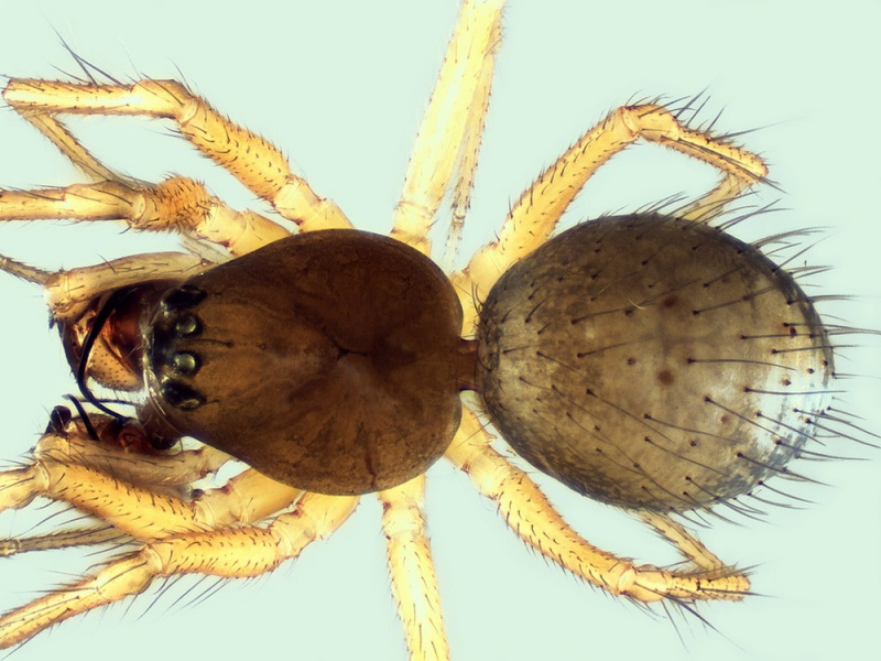 Datei:Trichoncus helveticus male 20150305194956-6f08801a-me.jpg