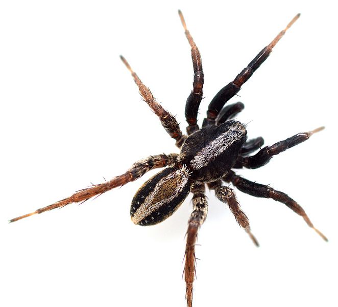 Datei:Alopecosa pulverulenta m do BurgenlandWOertel.jpg