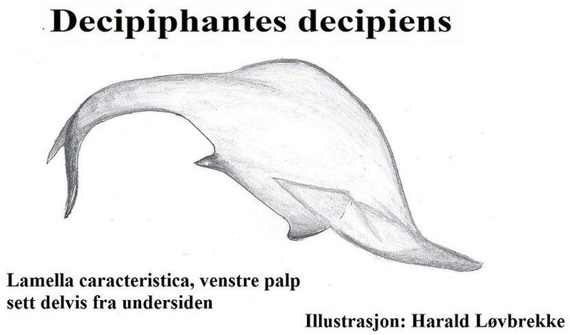 Datei:Decipiphantes decipiens lamella HLovbrekke.jpg