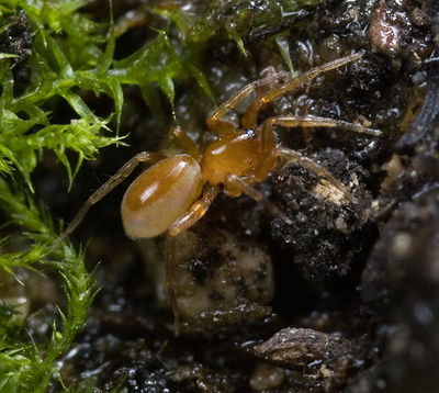 Triaeris-stenaspis Jena-Tropenhaus 12-02 02-female.jpg