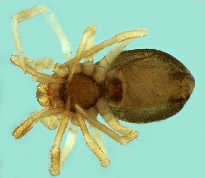 Datei:20180210135336-73f9da3c-me Metopobactrus falcifrons female.jpg