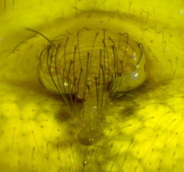 Datei:Araniella alpica epigyne-800.jpg
