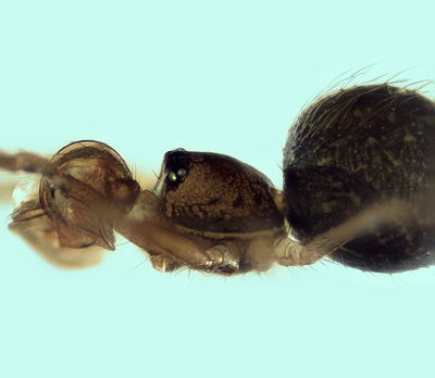 Cepheia longiseta m 0,86mm unterBrett Garten Cagnes sur Mer FR 6Dez15 POger.jpg