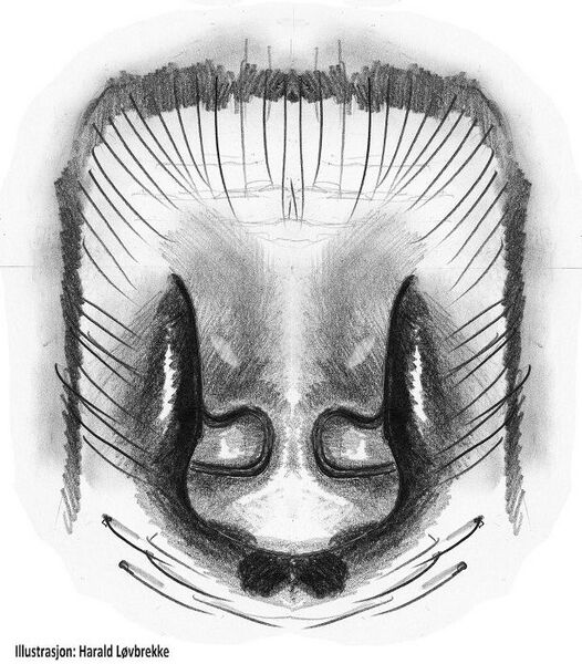 Datei:Haplodrassus cognatus epigyn 1 HLovbrekke.jpg