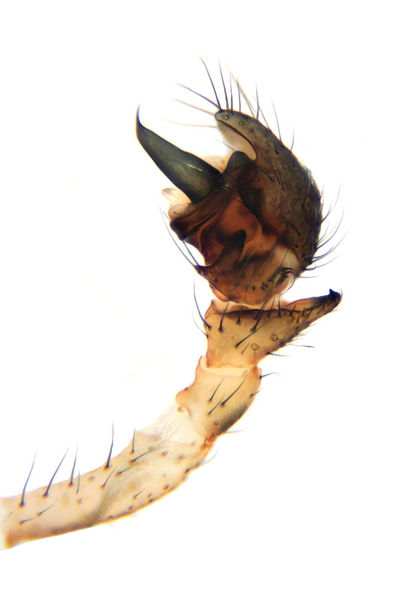 Datei:Hilaira herniosa male A6036 PS8017.jpg