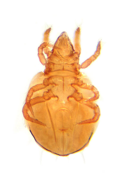 Datei:Hypochthonius rufulus A6205 PL9972.jpg