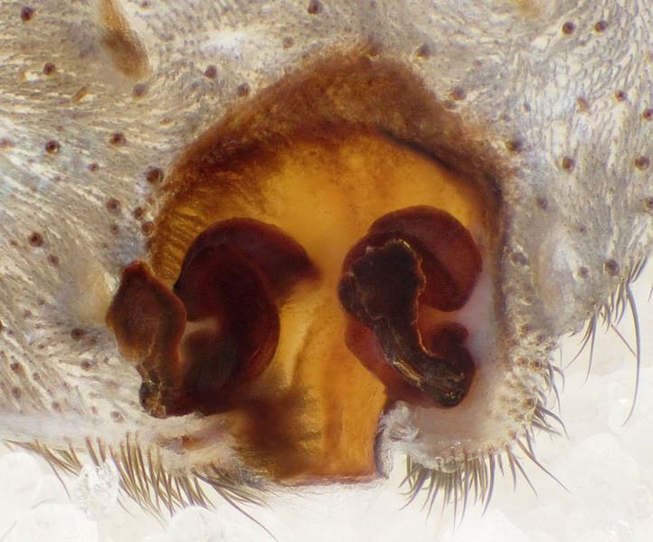 Datei:Lycosa-praegrandis GR-Igoumenitsa 11-10 03-Vulva.jpg