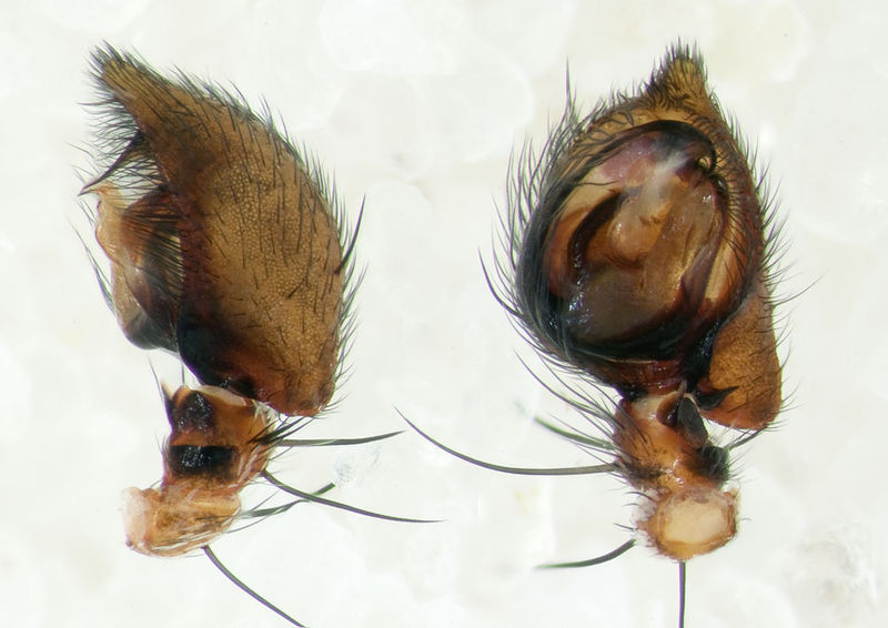 Datei:Oxyopes-mediterraneus Sardinien-Duene 13-06 09 Ped.jpg