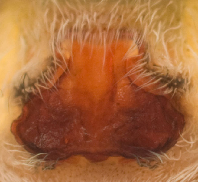 Datei:Pardosa palustris Epigyne 8-01487.jpg