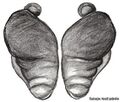 Vulva dorsal