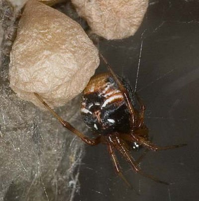 Achaearanea lunata W 7-2210.jpg