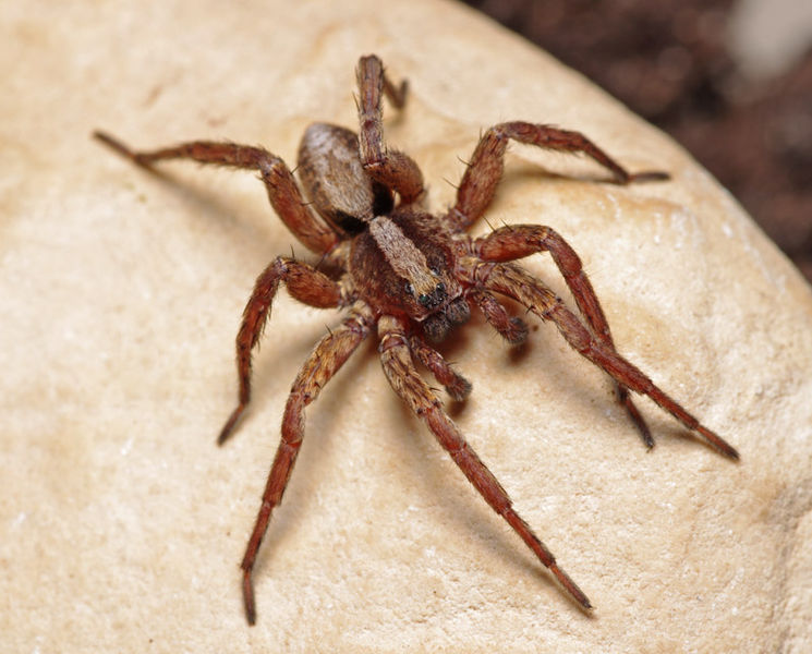 Datei:Alopecosa sulzeri male A5705 PK3088.JPG