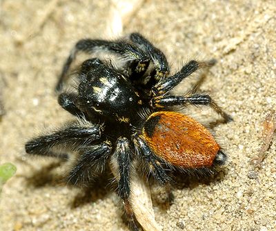 Carrhotus xanthogramma 1.JPG