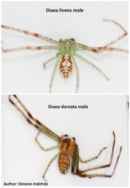 Datei:Diaea males dorsal.jpg