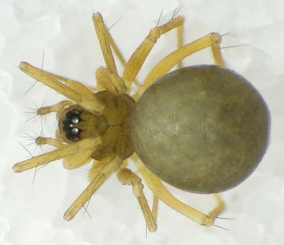 Lepthyphantes-magnesiae GR-Kipoi 10-05 01.jpg