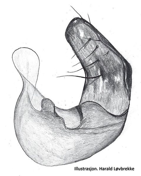 Datei:Oryphantes angulatus li paracymbium HLovbrekke.jpg