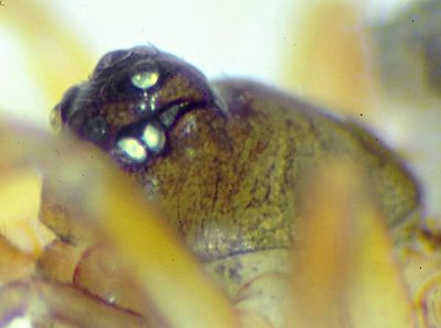 Pocadicnemis pumila kopf.jpg