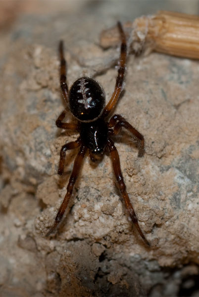 Datei:Steatoda paykulliana m.jpg