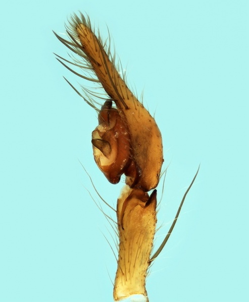 Datei:Tegenaria racovitzai male palp 20171218210310-73011aa8-me.jpg