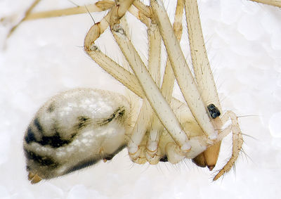 Turinyphia-clairi Alpen-Monesi 14-09 01-female.jpg
