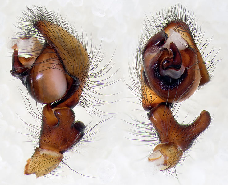 Datei:Amaurobius-scopolii Alpen-SanBernardo 14-09 06-Ped.jpg