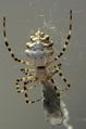 Argiope lobata 102-1- gedreht.jpg