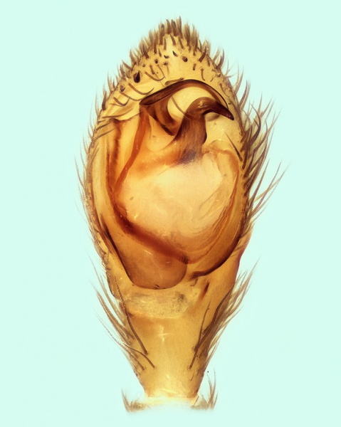 Datei:Civizelotes dentatidens male palp 20150617175407-7bf8de27-me.jpg