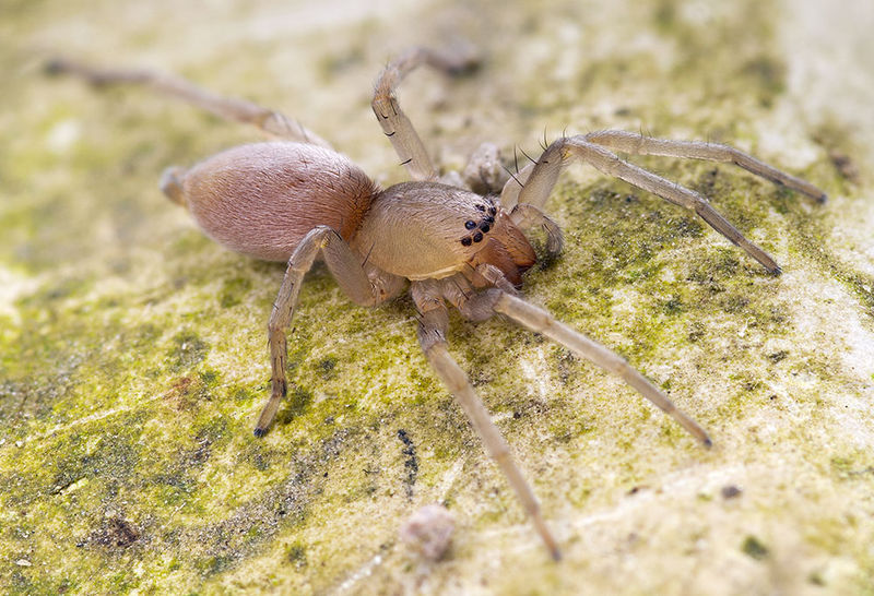 Datei:Clubiona-similis Rennes-les-Bains 15-09 04-safemale.jpg