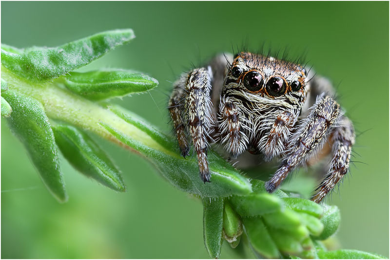 Datei:Evarcha michailovi female frontal Schaefer.jpg