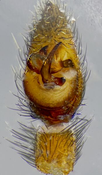 Datei:Pardosa lugubsris s str-2022-ml-Palpus-ventral dxo.jpg