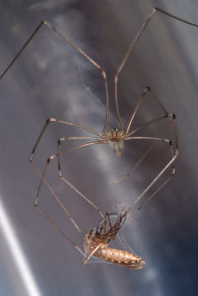 Datei:Pholcus phalangioides mit Beute (2).jpg