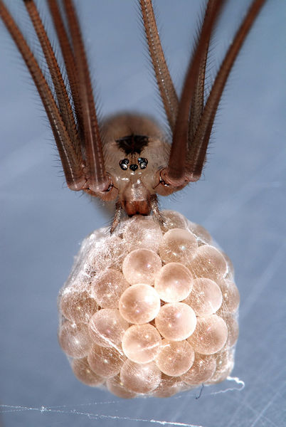 Datei:Pholcus phalangioides w+juv (4).jpg