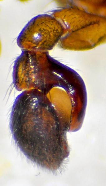 Datei:Phrurolithus festivus Pedipalpus-800.jpg